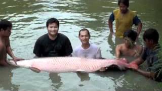 Arapaima Gigas, M's