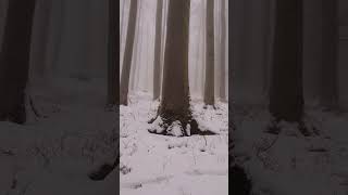 Stunning Winter Forest: MICHAL MALACHOVSKÝ #shorts