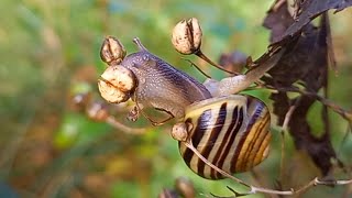 White-lipped snail