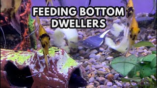 Feeding the Bottom Dwellers Zucchini - All the pleco tanks