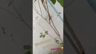 Mulberry tree small plant beautiful 😍 @royal fam