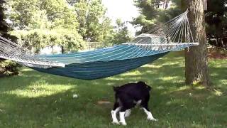 Puppy vs. Hammock