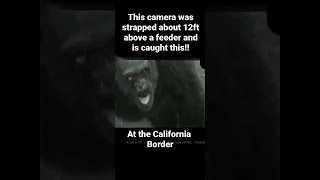 DEBUNKED: Bigfoot on Trail Cam COMPLETE Bigfoot Sasquatch Yeti