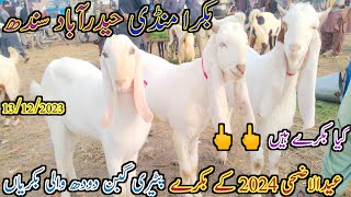 Bakra mandi Hyderabad | Latest update today | patari Goat | Eid UL adha 2024 | date 13/12/2023