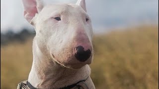 O Poder do Bull Terrier | Veja Como é ter um Bull Terrier