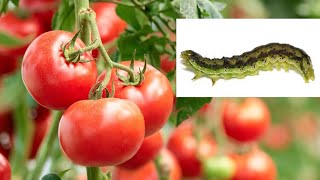 Frühwarnsystem für Tomaten 🍅 gegen Raupen mittels KI  #shorts #ki #wissenschaft