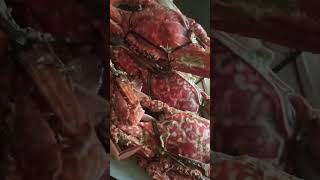 Yummy Fresh Crab #shorts #viral #youtubeshorts