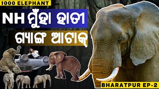 ଗ୍ୟାଙ୍ଗ ଆଟାକ୍ | 1000 Elephant | Bharatpur Night Safari | First Time In Odisha @JustGoBibhu