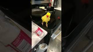 Parrot in kitchen for food | Cute talking Parrot in kitchen / Trying to find foods 🦜🦜🦜