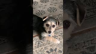 PUPPY #hackz #cute #puppy #use #sound #on #dog #subscribe #like #content