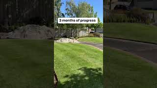 3 months of front lawn progress!