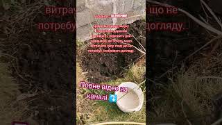 ПІДПИШИСЬ SUBSCRIBE Blumengartenideen für zu Hause #Zboża#cereals#Getreide#Cereálie#diygardening#diy