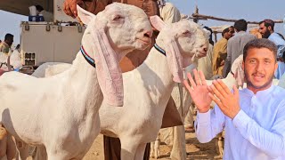 #Naveed #goat #farm #pe #Aadi #kimaton #per #janwar