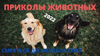 Сумасшедшие, залипательные ПРИКОЛЫ Животных от которых смехдо слез | jokes of animals that make you