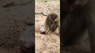 mom please look baby #newborn #mom #baby #short #monkey