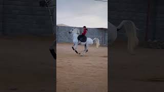 وش الغلط ؟ #خيل #السعوديه