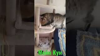 Мейн Кун. Котенку исполнился 1 годик! 😻 #shorts  #maincoon