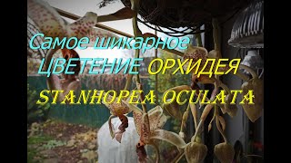 Аромат сводит с ума)Зацвела самая шикарная орхидея.Stanhopea oculata.