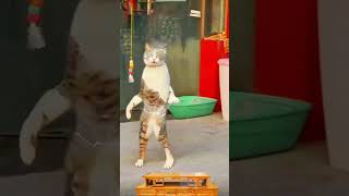 বিড়ালের ফানি ভিডিও |cat funny video|#cats #funny #tranding #catlover #cute #cutebaby