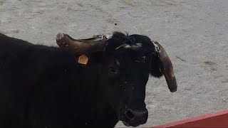 Encierro manade Labourayre arène de Vallabrègues - 07/03/2020