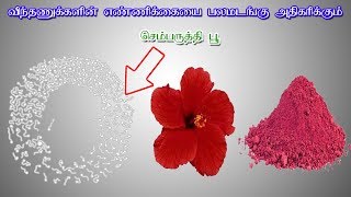 விந்தணுக்களின் எண்ணிக்கையை அதிகரிக்க | How To Increase Sperm Count In Tamil | Siththarkal Ulagam