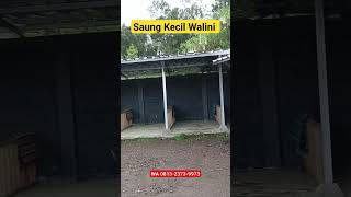 Saung Kecil Walini Kolam Air Panas Alami #ciwalini #wisataciwidey