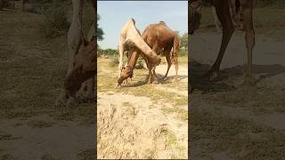 Camels carvan grip leg each other #تاريخ_الجمال #viralvideo #youtubeshorts