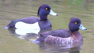 Tufted Duck Couple Swimming Together [4K]