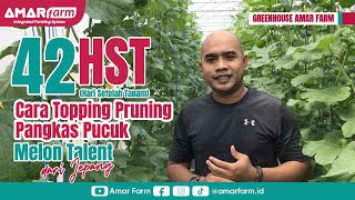 Cara Topping Pruning Pangkas Pucuk | 42 Hari Setelah Tanam