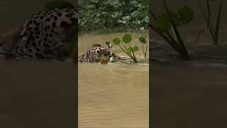 Ada macan tutul berenang saat explore sungai Amazon @suarnet #amazonriver