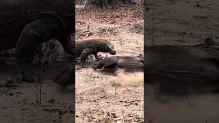 komodo dragon show no mercy.............