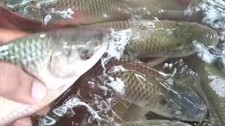 Live rohu fish sell in Chilika balugaon fish market