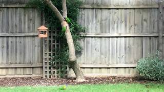 Rainbow Lorikeets bird feeder - Relaxing