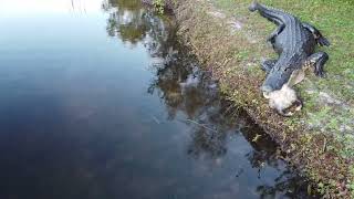 Gator having an afternoon snack