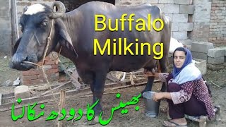 Buffalo Milking || بھینس کا دودھ دوہنا || Village Girl Buffalo Milking by Hand