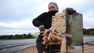 6ª Semana del Espárrago y el Rosado de Navarra