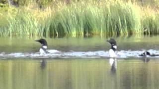 Arctic Loons