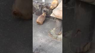 Prairie Dog Reaction to a Sneeze