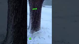 Girl Feeds Squirrel During Snowfall #shorts