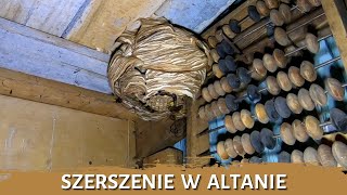 Szerszenie w altanie - usuwanie gniazda - likwidacja gniazda - gniazdo szerszeni - szerszenie