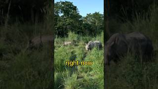 Baby Rhino up close in Jeep Safari🇳🇵🦏