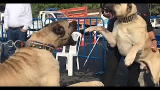 BÜYÜK OLAY ÇIKTI   SİVAS KANGAL, ANADOLU ÇOBAN, MALAKLI KÖPEK FESTİVALİ