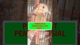 Inilah Wujud Asli Perkutut Pembawa Sial Part1 #shorts #perkutut #katuranggan #burung #bromolabuhgeni