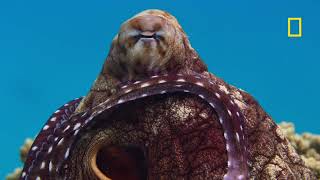 How would you React? Encounter with a Day Octopus | Secrets of the Octopus | @NatGeo   | OctoNation