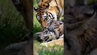 wild animal - tiger attacks wolf