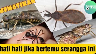 5 serangga paling mematikan di dunia!. Berhati-hatilah jika bertemu!.