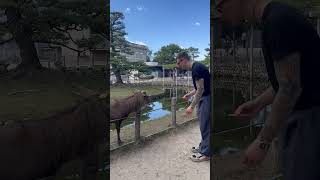 Well Behaved Deer in Nara Bow Their Heads to Request Food