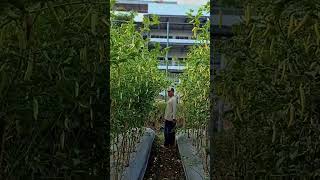 Petani itu harus tangguh #reels #feed #shorts #petani