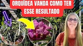 🟣 COMO TER UM EXCELENTE RESULTADO NO CULTIVO DE ORQUÍDEAS VANDA