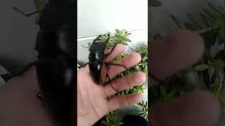 stag beetles and rhino beetle